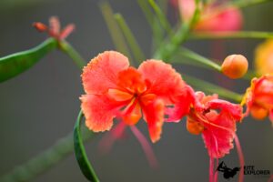 fleurs du jardin botanique de l'auberge casa bachue en colombie à santa veronica