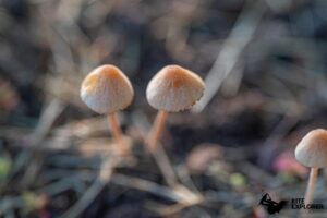 champignon au jardin du gîte casa bachue en colombie