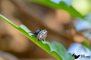 insecte du jardin botanique casa bachue a santa Veronica en colombie