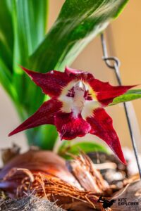 orchidée du jardin botanique casa bachue à santa veronica en colombie